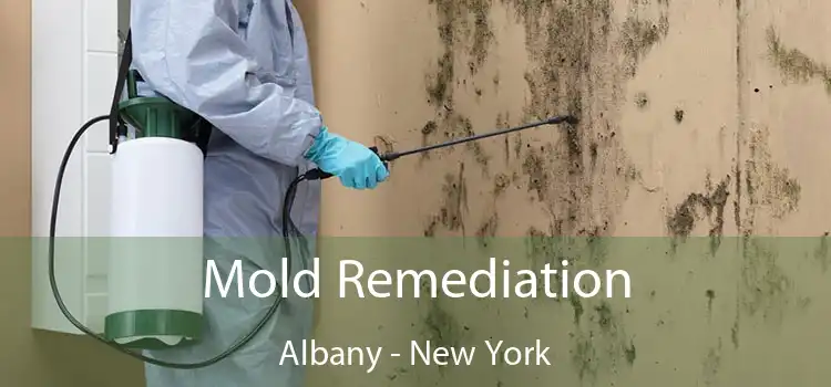 Mold Remediation Albany - New York