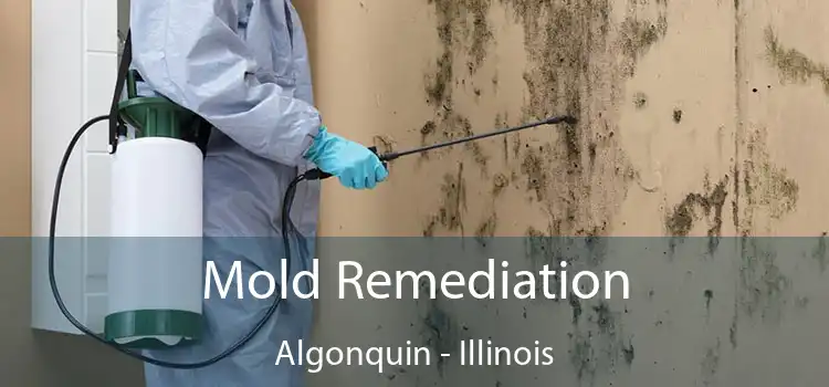 Mold Remediation Algonquin - Illinois