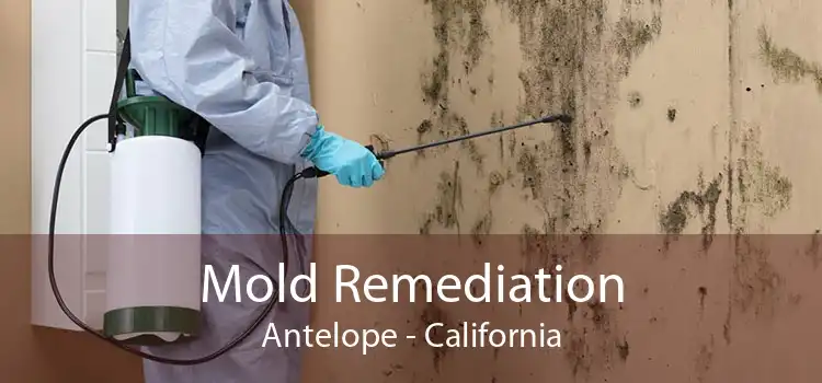 Mold Remediation Antelope - California