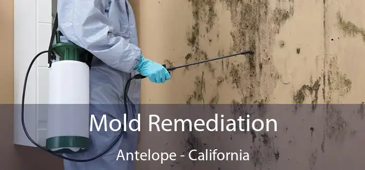 Mold Remediation Antelope - California