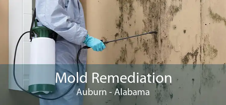 Mold Remediation Auburn - Alabama