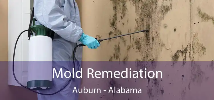 Mold Remediation Auburn - Alabama