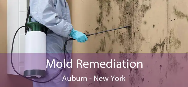 Mold Remediation Auburn - New York