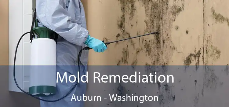 Mold Remediation Auburn - Washington