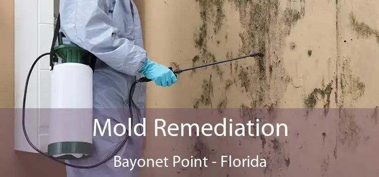 Mold Remediation Bayonet Point - Florida