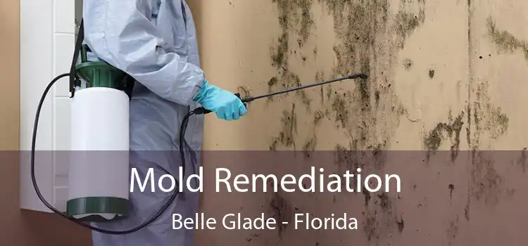 Mold Remediation Belle Glade - Florida