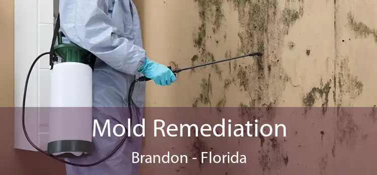 Mold Remediation Brandon - Florida