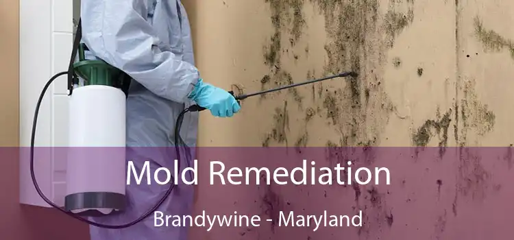 Mold Remediation Brandywine - Maryland