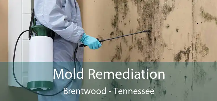 Mold Remediation Brentwood - Tennessee