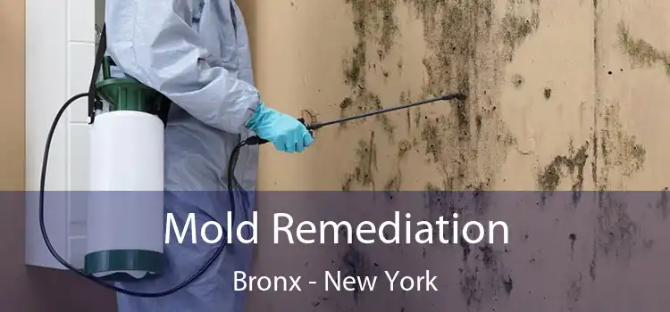 Mold Remediation Bronx - New York