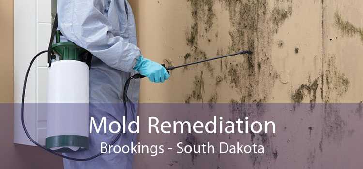 Mold Remediation Brookings - South Dakota