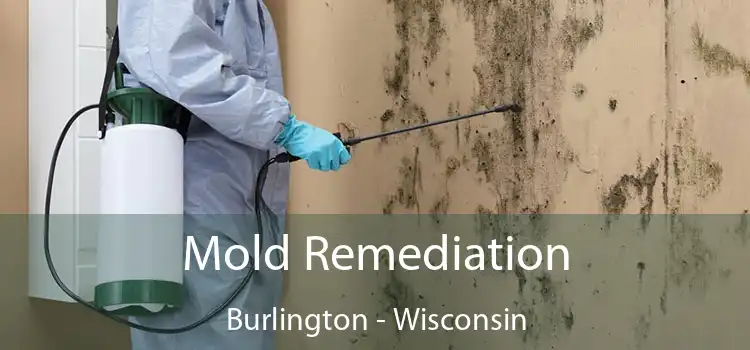 Mold Remediation Burlington - Wisconsin