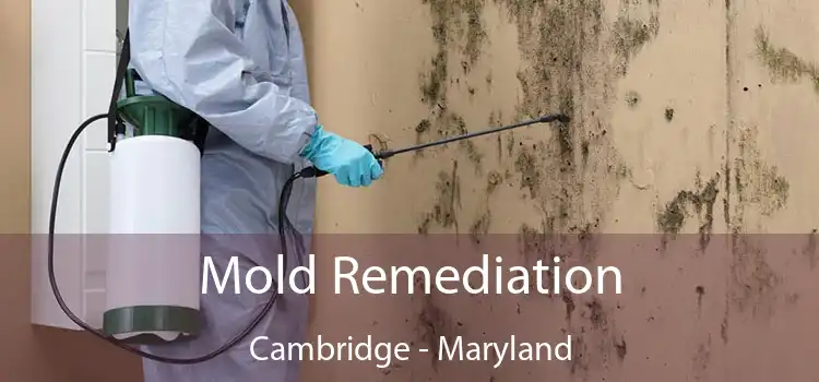 Mold Remediation Cambridge - Maryland