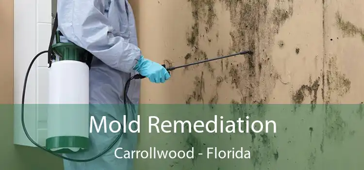 Mold Remediation Carrollwood - Florida