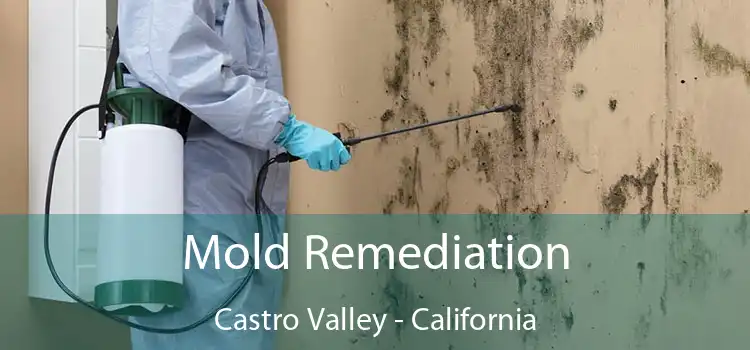 Mold Remediation Castro Valley - California