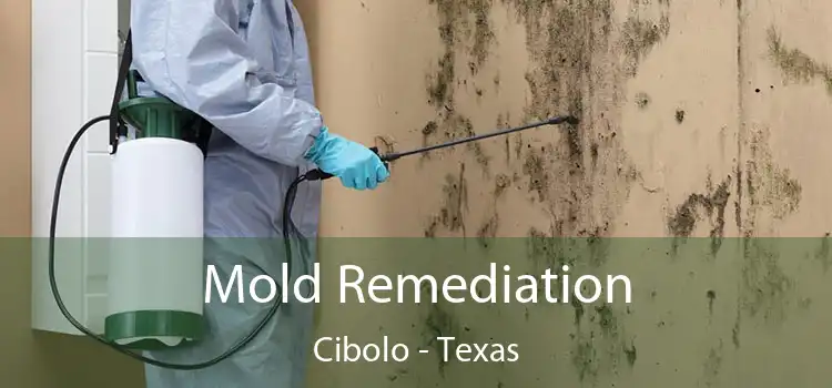 Mold Remediation Cibolo - Texas