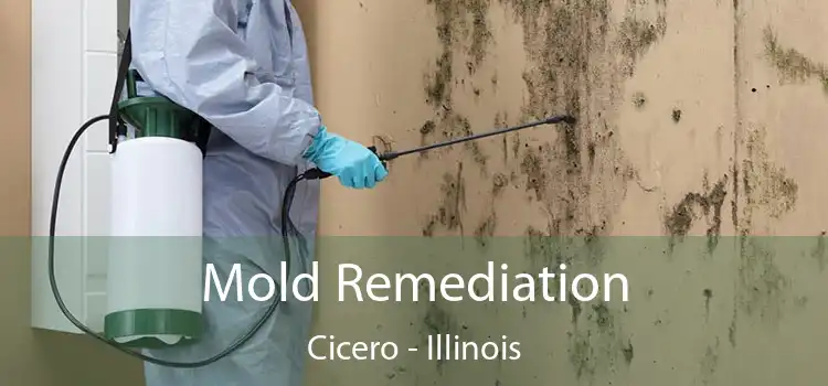 Mold Remediation Cicero - Illinois