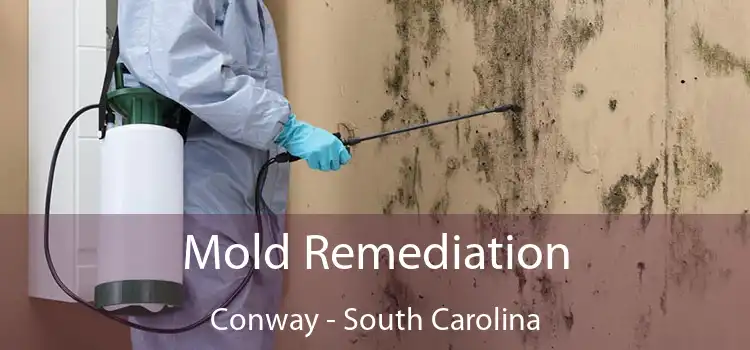 Mold Remediation Conway - South Carolina