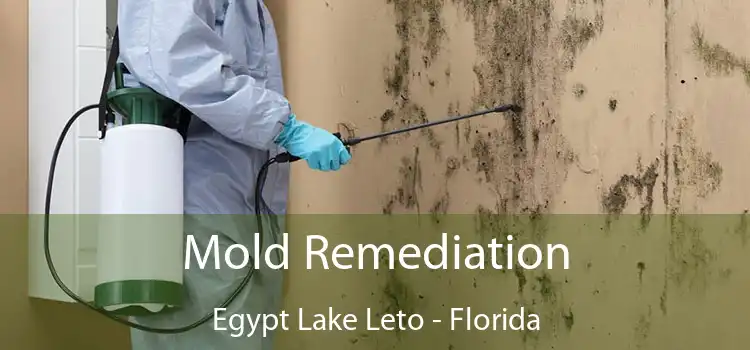 Mold Remediation Egypt Lake Leto - Florida