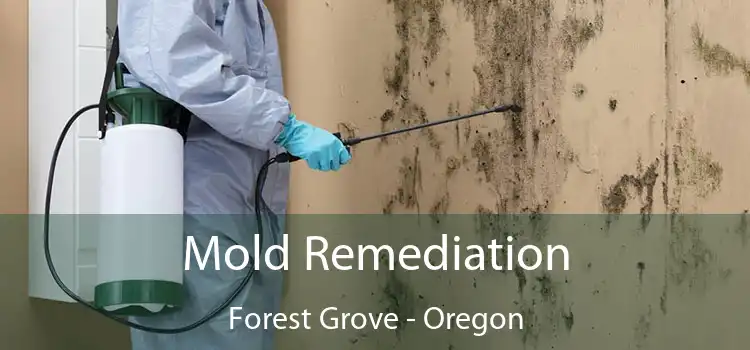 Mold Remediation Forest Grove - Oregon