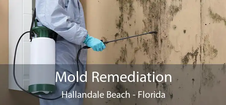 Mold Remediation Hallandale Beach - Florida