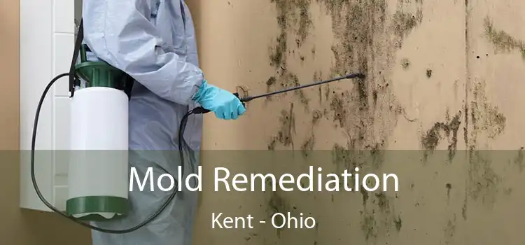 Mold Remediation Kent - Ohio