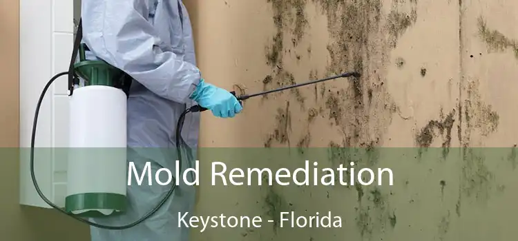 Mold Remediation Keystone - Florida