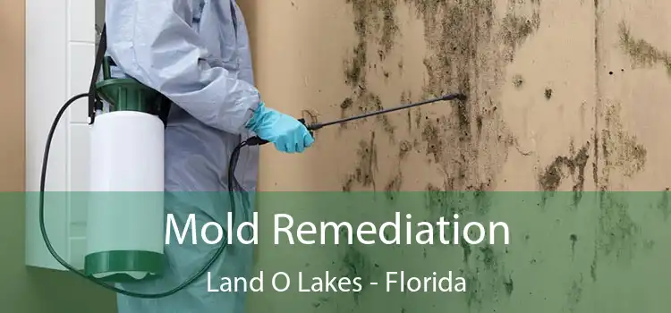 Mold Remediation Land O Lakes - Florida