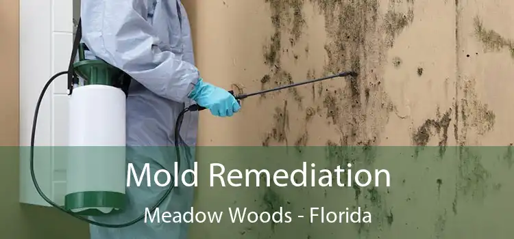 Mold Remediation Meadow Woods - Florida