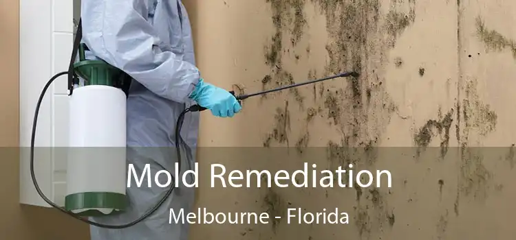 Mold Remediation Melbourne - Florida