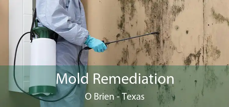 Mold Remediation O Brien - Texas