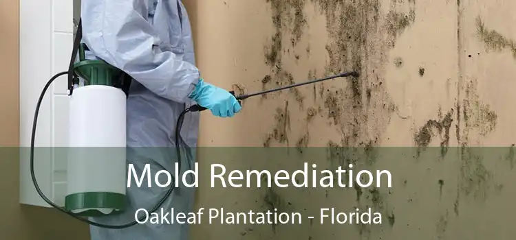 Mold Remediation Oakleaf Plantation - Florida