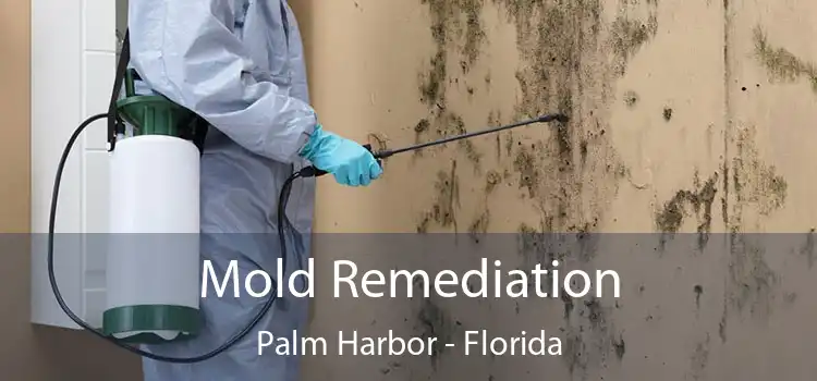 Mold Remediation Palm Harbor - Florida