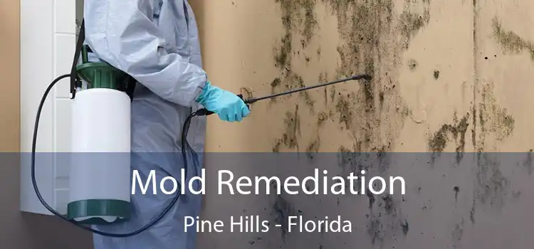 Mold Remediation Pine Hills - Florida