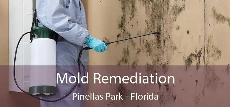 Mold Remediation Pinellas Park - Florida