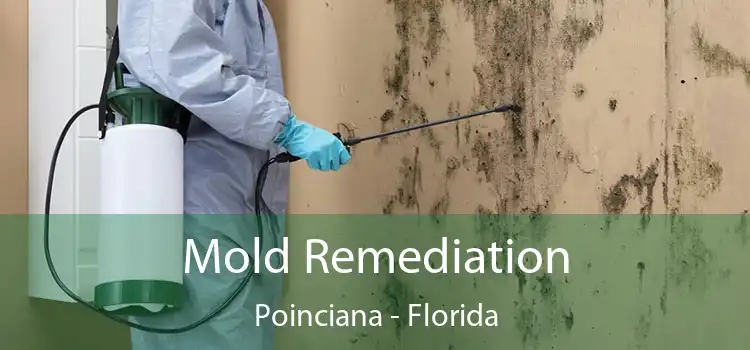 Mold Remediation Poinciana - Florida