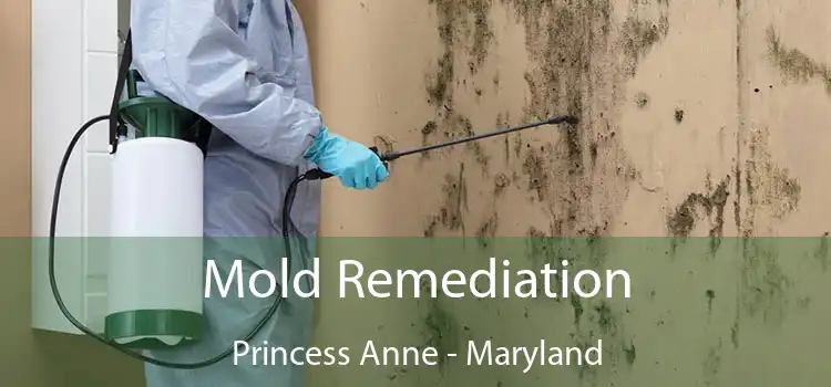 Mold Remediation Princess Anne - Maryland