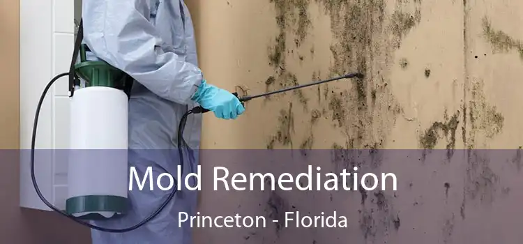 Mold Remediation Princeton - Florida