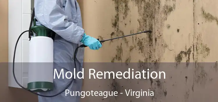 Mold Remediation Pungoteague - Virginia