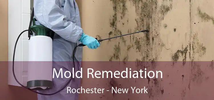 Mold Remediation Rochester - New York