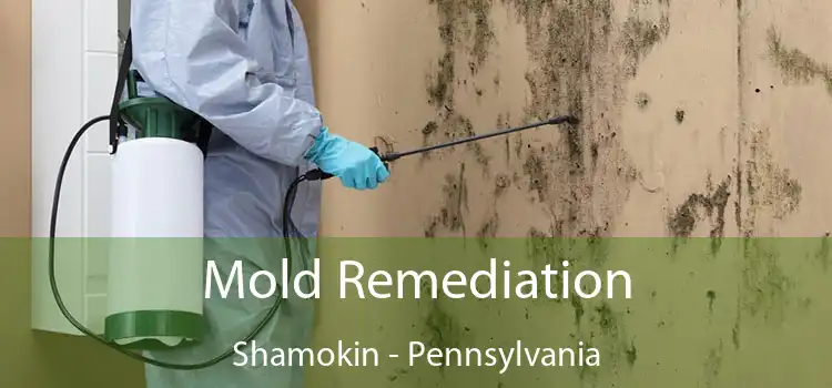 Mold Remediation Shamokin - Pennsylvania