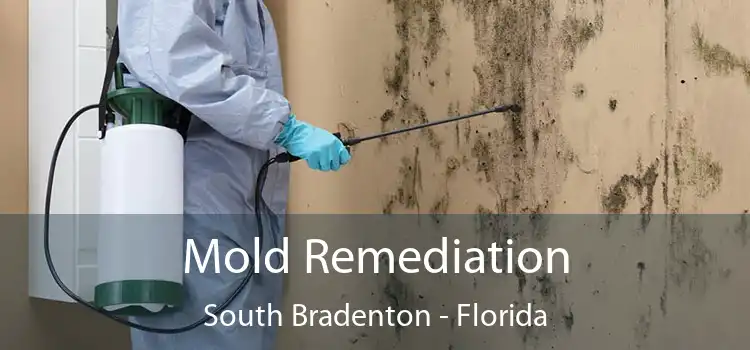 Mold Remediation South Bradenton - Florida