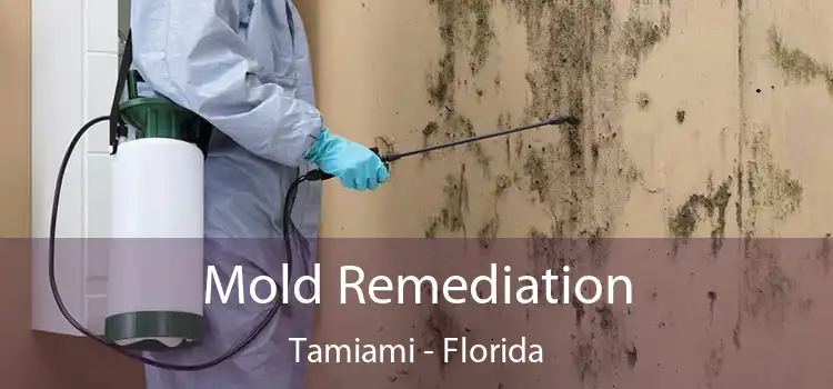 Mold Remediation Tamiami - Florida