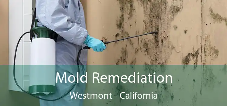 Mold Remediation Westmont - California