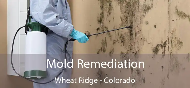 Mold Remediation Wheat Ridge - Colorado