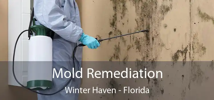 Mold Remediation Winter Haven - Florida