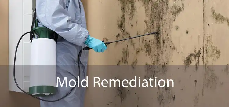 Mold Remediation 